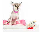 Adopt Nala a Black Pomeranian / Husky / Mixed dog in Tinley Park, IL (41441223)