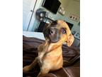 Adopt Penny a Brown/Chocolate Mixed Breed (Large) / Mixed dog in Beatrice