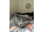 Adopt Daisy a Gray or Blue Domestic Shorthair / Domestic Shorthair / Mixed cat