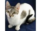 Adopt Chai a White Domestic Shorthair cat in Martensdale, IA (41456830)