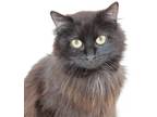Adopt Ellie Mae a All Black Domestic Longhair cat in Martensdale, IA (41456828)