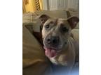 Adopt Maisie a Tan/Yellow/Fawn - with White Mutt / American Pit Bull Terrier /