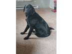 Adopt Blue a Black German Shepherd Dog / Labrador Retriever / Mixed dog in