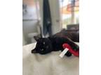 Adopt Zulu a All Black Bombay / Mixed (short coat) cat in Los Angeles