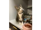 Adopt Peezy a Tortoiseshell Domestic Shorthair / Mixed (medium coat) cat in
