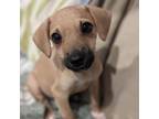 Adopt Mustaine a Mixed Breed