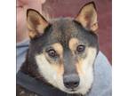 Adopt Christina a Tricolor (Tan/Brown & Black & White) Shiba Inu / Mixed dog in