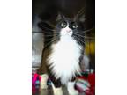 Adopt Lovebug a All Black Domestic Longhair cat in Johnstown, PA (41454813)
