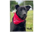 Adopt Moth a Black Labrador Retriever dog in Maryville, TN (41407346)