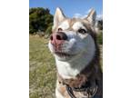 Adopt Asha a Red/Golden/Orange/Chestnut - with White Husky / Mixed dog in