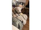 Adopt Luna a White - with Black American Pit Bull Terrier / Dogo Argentino /