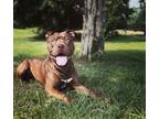 Adopt Hondo a Brown/Chocolate - with Tan American Pit Bull Terrier / Mixed dog
