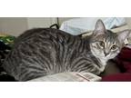 Adopt Philippe a Gray, Blue or Silver Tabby Domestic Shorthair / Mixed (short