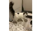 Adopt Mini a White (Mostly) Ragdoll / Mixed (medium coat) cat in College Place