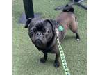 Adopt Toots a Pug