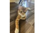 Adopt Ginger a Orange or Red American Shorthair / Mixed (medium coat) cat in