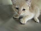 Adopt Kiko a Domestic Shorthair / Mixed cat in Raleigh, NC (41456760)
