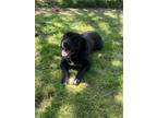 Adopt Bear a Black - with White Cane Corso / Mixed dog in McMinnville