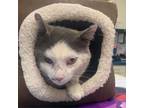 Adopt Tommy (24-3756) a Domestic Short Hair