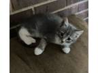 Adopt Blue Boy a Gray or Blue (Mostly) Domestic Shorthair (medium coat) cat in