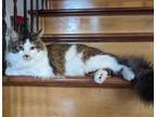 Adopt FELIX - Offered by Owner - Young Male a Domestic Long Hair