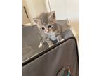Adopt Peter Pan (Neverland Litter) a Gray or Blue Domestic Shorthair / Domestic