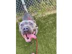 Adopt Gucci a Gray/Blue/Silver/Salt & Pepper Mixed Breed (Large) / Mixed dog in