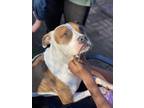 Adopt Kai a Brown/Chocolate - with White American Pit Bull Terrier / Mixed dog