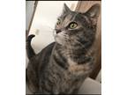 Adopt Lyanna a Calico or Dilute Calico Calico / Mixed (short coat) cat in