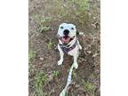 Adopt Bruno a White - with Black Pit Bull Terrier / Mixed dog in Glenwood