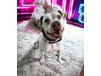 Adopt Bunny a White - with Brown or Chocolate Pit Bull Terrier / Mixed dog in