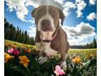 Adopt Boone a Brown/Chocolate - with White Pit Bull Terrier / Labrador Retriever