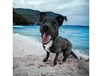 Adopt Bruce a Black - with White Pit Bull Terrier / Labrador Retriever / Mixed