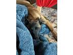 Adopt Sasha a Black - with Tan, Yellow or Fawn Belgian Malinois / Mixed dog in