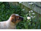 Adopt Jay a Australian Cattle Dog / Mixed dog in Garden City, NY (41308739)