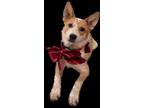 Adopt Jemma a Red/Golden/Orange/Chestnut Australian Cattle Dog / Mixed dog in