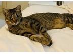 Adopt Bella a Brown Tabby Tabby / Mixed (short coat) cat in West Palm Beach