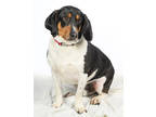 Adopt Buster a Black Beagle / Mixed Breed (Medium) / Mixed (short coat) dog in