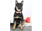 Adopt Lana a Black Shepherd (Unknown Type) / Mixed dog in Tinley Park