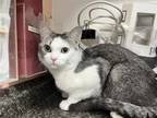 Adopt Silverado a White Domestic Shorthair / Domestic Shorthair / Mixed cat in