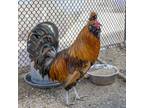 Adopt Beto a Chicken bird in Golden, CO (41456700)