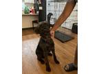 Adopt Kaido a Black Labradoodle / Mixed dog in San Antonio, TX (41456681)