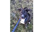 Adopt Leo a Brown/Chocolate - with White German Shepherd Dog / Mixed dog in