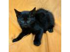 Adopt Mica a Domestic Short Hair