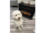 Adopt Milo a White Goldendoodle / Mixed dog in North Hollywood, CA (41456676)
