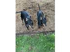 Adopt Kye and Jules a Black - with Tan, Yellow or Fawn Manchester Terrier /