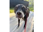 Adopt Shirley (Sami) a Black Mixed Breed (Medium) / Mixed dog in Baltimore