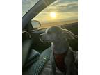 Adopt rambo a Brindle Whippet / Pomeranian / Mixed dog in Reno, NV (41202286)
