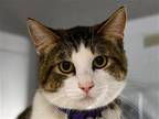 Adopt GLENN a Brown or Chocolate Domestic Mediumhair / Mixed (medium coat) cat