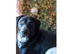 Adopt Lou a Black - with White Labrador Retriever / Basset Hound / Mixed dog in